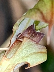Pterostylis concinna