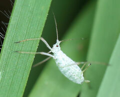 Macrosiphum albifrons