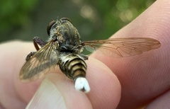 Promachus truquii