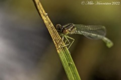 Enallagma geminatum