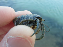 Clibanarius longitarsus