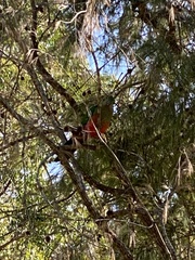 Alisterus scapularis