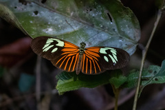 Heliconius erato amazona