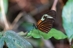 Heliconius erato amazona