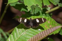 Heliconius wallacei