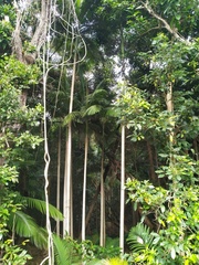 Archontophoenix alexandrae