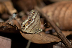 Euptychiina