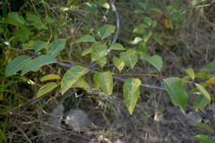 Cryptostegia grandiflora