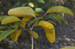 Cryptostegia grandiflora
