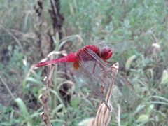 Crocothemis servilia mariannae
