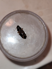 Coleoptera