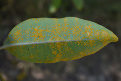 Cryptostegia grandiflora