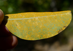 Cryptostegia grandiflora