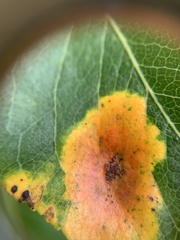 Gymnosporangium sabinae