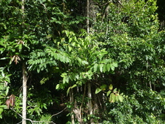 Polyscias australiana