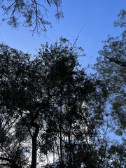 Maclura cochinchinensis