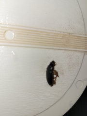 Coleoptera