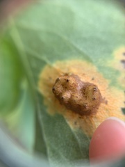 Gymnosporangium sabinae