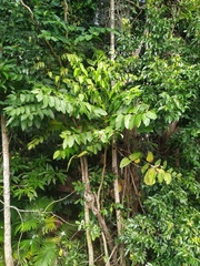 Polyscias australiana