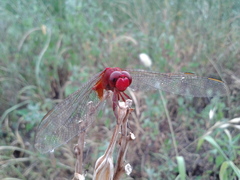 Crocothemis servilia mariannae