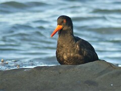 Haematopus fuliginosus