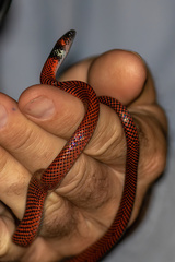 Oxyrhopus melanogenys