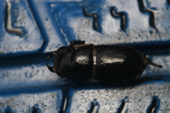 Dorcus parallelipipedus