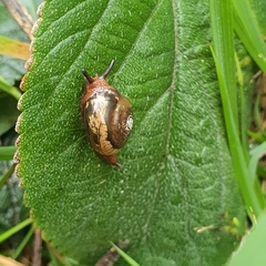 Brevisentis jacksoniensis