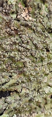 Lepraria finkii