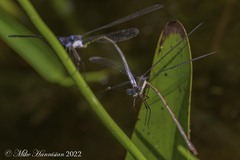 Lestes vigilax