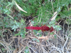 Crocothemis servilia mariannae