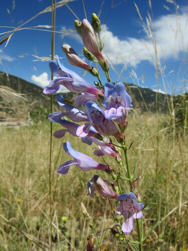 Image of Penstemon comarrhenus by (c) Anders Hastings, some rights reserved (CC BY)