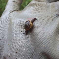 Brevisentis jacksoniensis