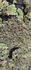 Lepraria finkii