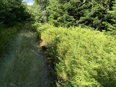 Dennstaedtia punctilobula