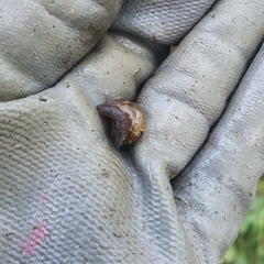 Brevisentis jacksoniensis