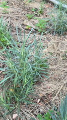 Eleusine indica