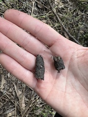 Tachyglossus aculeatus