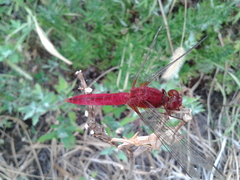 Crocothemis servilia mariannae