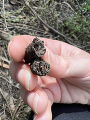 Tachyglossus aculeatus