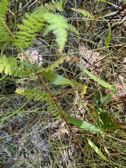 Dennstaedtia punctilobula