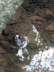 Lithobates clamitans