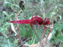 Crocothemis servilia mariannae
