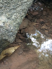 Lithobates clamitans