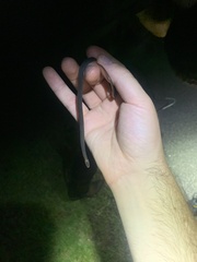 Storeria occipitomaculata