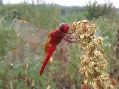 Crocothemis servilia mariannae