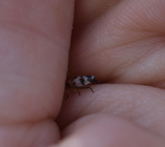 Anoscopus serratulae