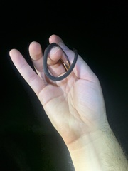 Storeria occipitomaculata