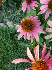 Echinacea purpurea
