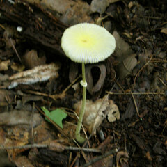 Leucocoprinus fragilissimus